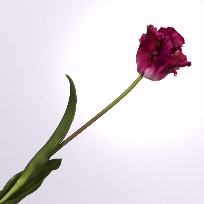 <h4>Tulip Parrot Beauty FL440259BEA</h4>