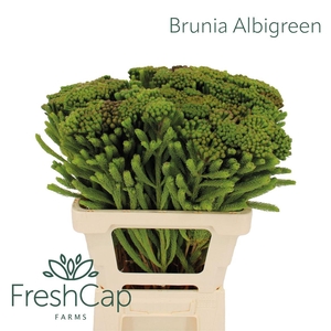 Brunia Albigreen