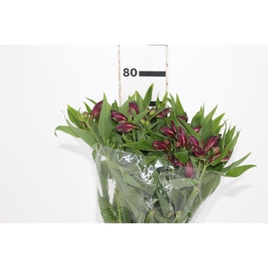 ALSTROEMERIA POMPEII 080 CM