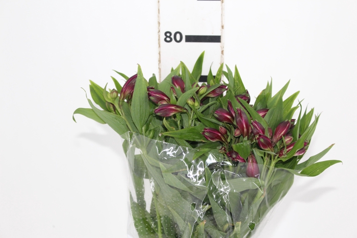 <h4>ALSTROEMERIA POMPEII 080 CM</h4>