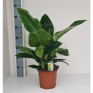 Philodendron Im. Green