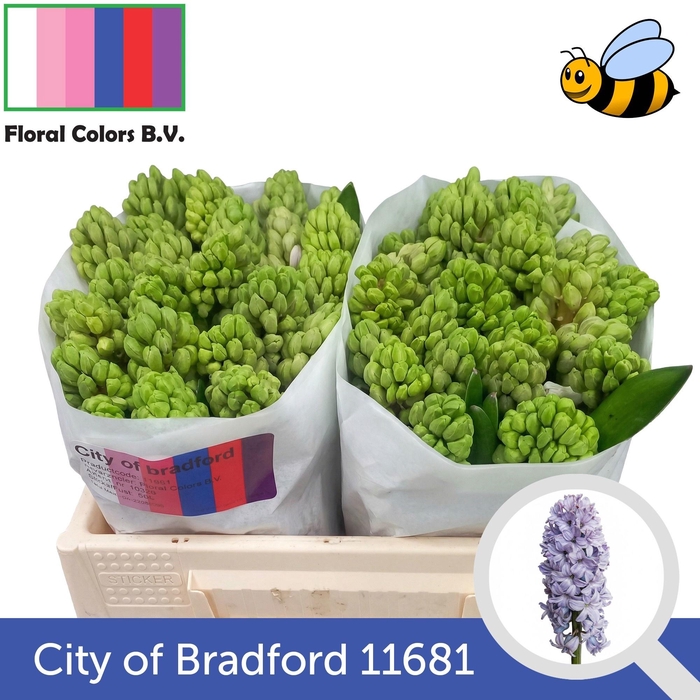 <h4>HYAC CITY OF BRADFOR</h4>