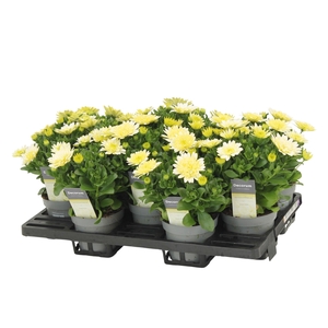 Osteospermum Enrico Decorum