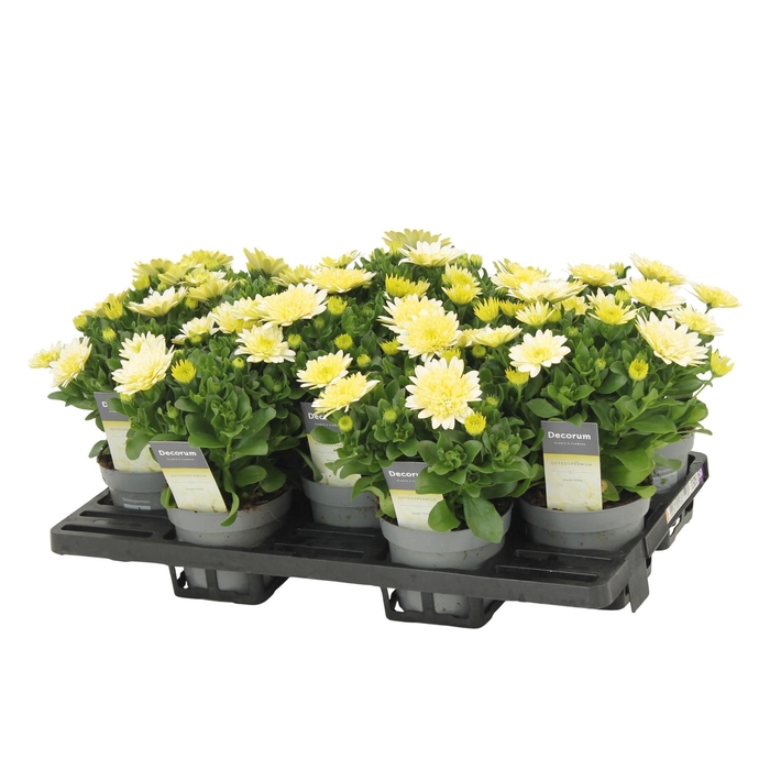 <h4>Osteospermum Enrico Decorum</h4>