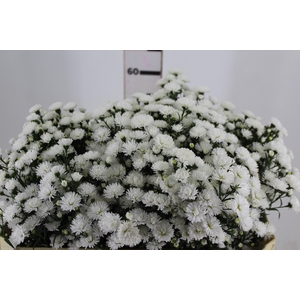 ASTER MARIANA 060 CM