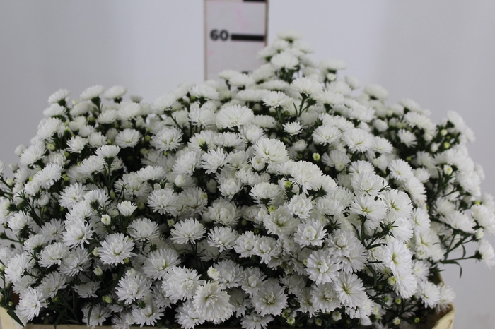 <h4>ASTER MARIANA 060 CM</h4>