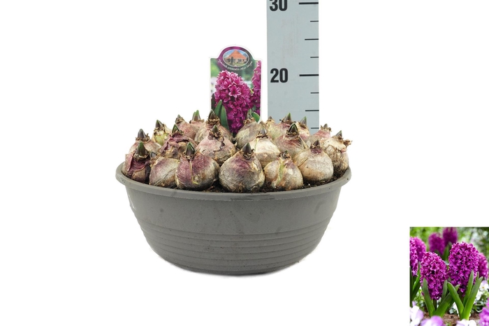 <h4>Hyacinthus orie. 'Miss Saigon'</h4>