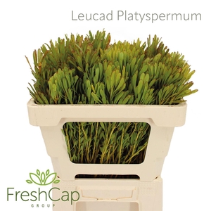 Leucadendron platyspermum