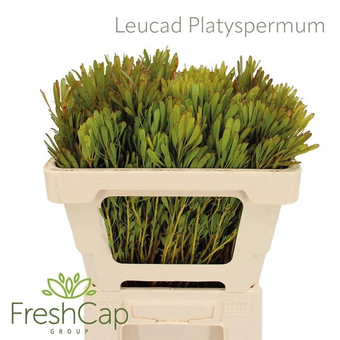 <h4>Leucadendron platyspermum</h4>