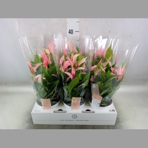 Anthurium andr. 'Lilli'
