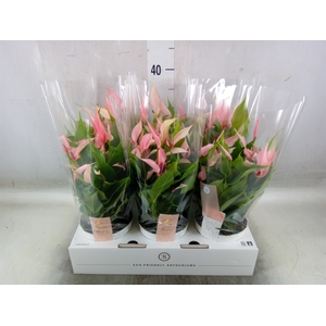Anthurium andr. 'Lilli'