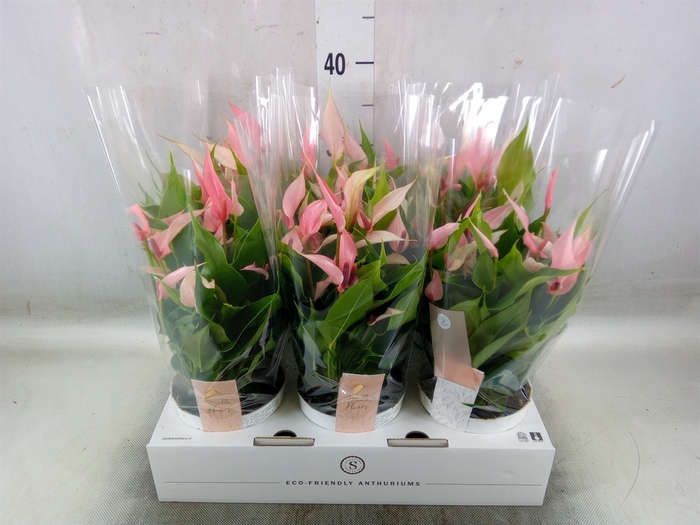 <h4>Anthurium andr. 'Lilli'</h4>