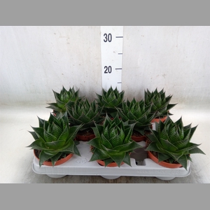 Aloe aristata 'Cosmo'