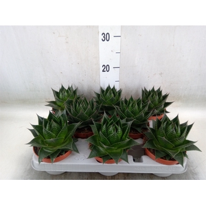 Aloe aristata 'Cosmo'