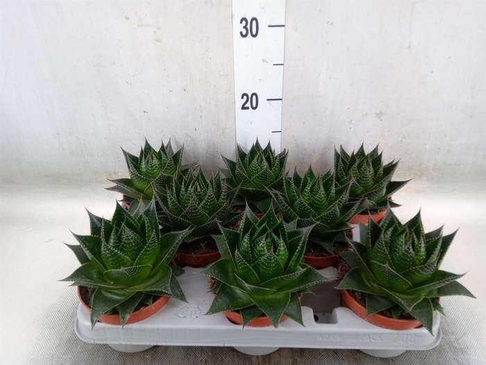 <h4>Aloe aristata 'Cosmo'</h4>