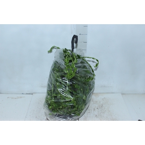 TOSTAO ESMERALDA C21 PENDENTE