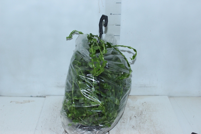 <h4>TOSTAO ESMERALDA C21 PENDENTE</h4>