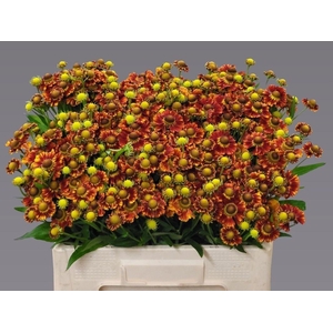 HELEN AUTUMN FIRE