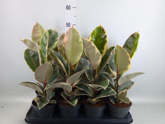 <h4>Ficus elastica 'Tineke'</h4>