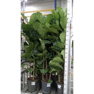 Ficus lyrata