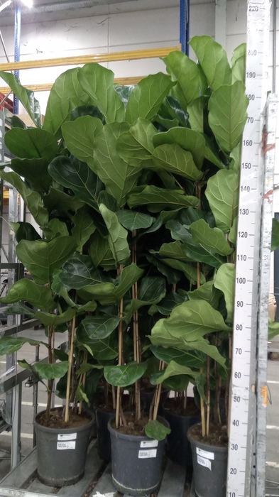 <h4>Ficus lyrata</h4>