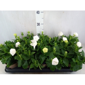 Platycodon grand. 'Astra White'