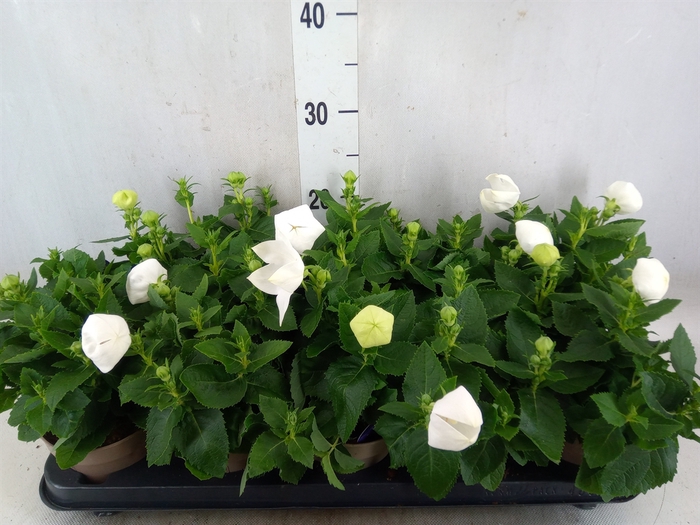 <h4>Platycodon grand. 'Astra White'</h4>