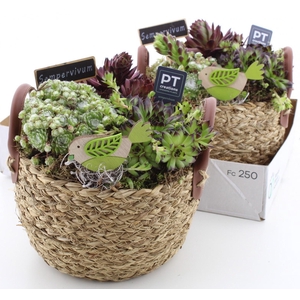 ARR SEMPERVIVUM