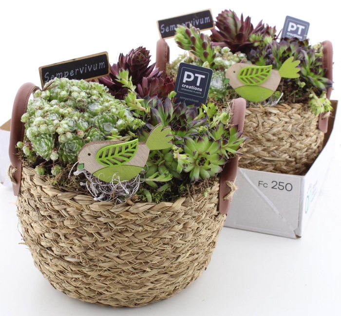 <h4>ARR SEMPERVIVUM</h4>