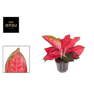 Aglaonema Chili Red