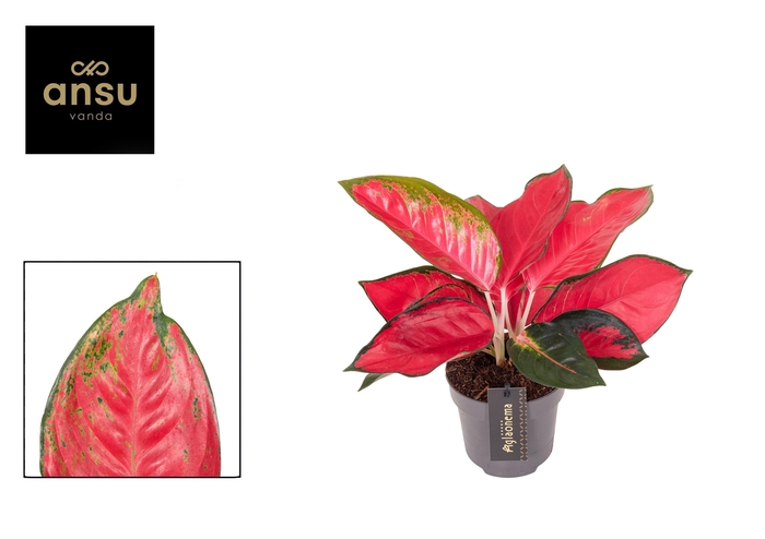 <h4>Aglaonema Chili Red</h4>