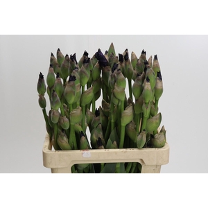 Iris Germanica Cup Race