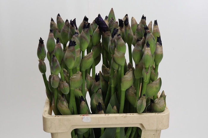 <h4>Iris Germanica Cup Race</h4>