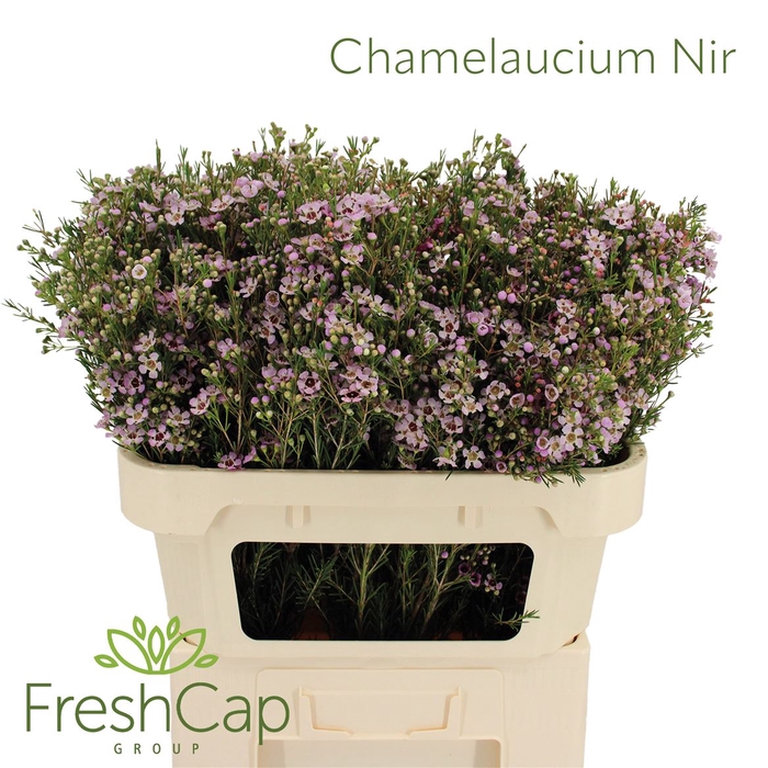 <h4>Chamelaucium Nir</h4>