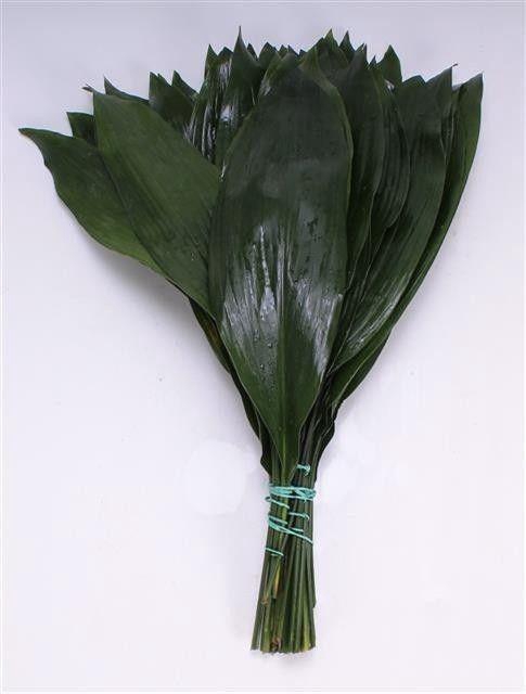 <h4>ASPID ELATIOR</h4>