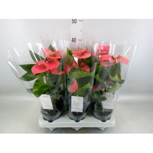 Anthurium andr. 'Sweet Dream'