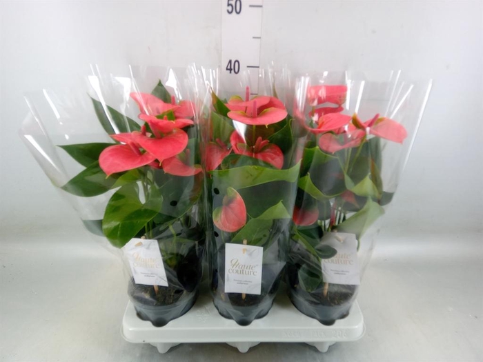 <h4>Anthurium andr. 'Sweet Dream'</h4>
