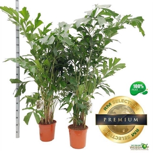 CARYOTA MITIS