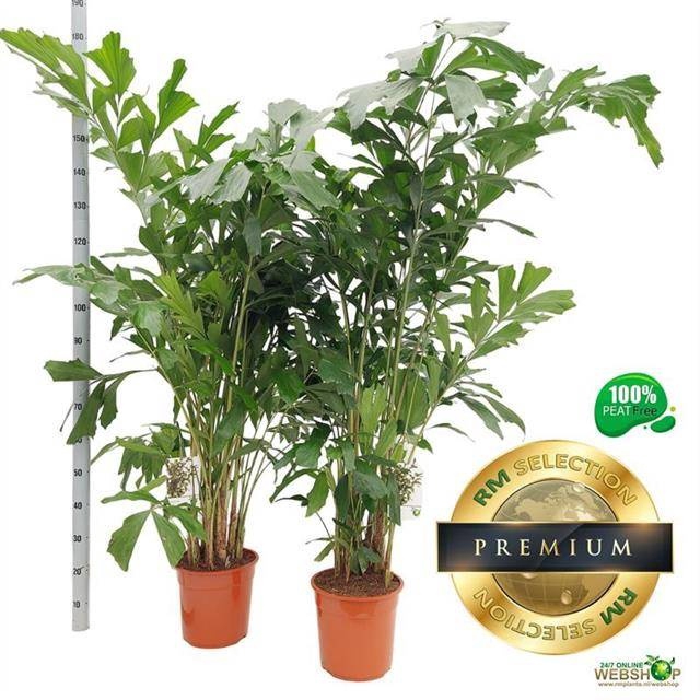 <h4>CARYOTA MITIS</h4>