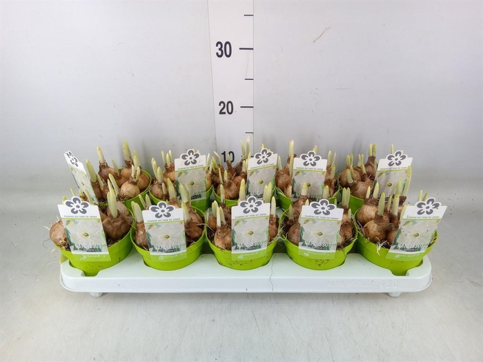 <h4>Narcissus ...</h4>