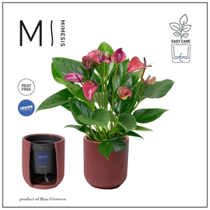 Mimesis Anthurium KARMA Purple - Atlanta Burgundy