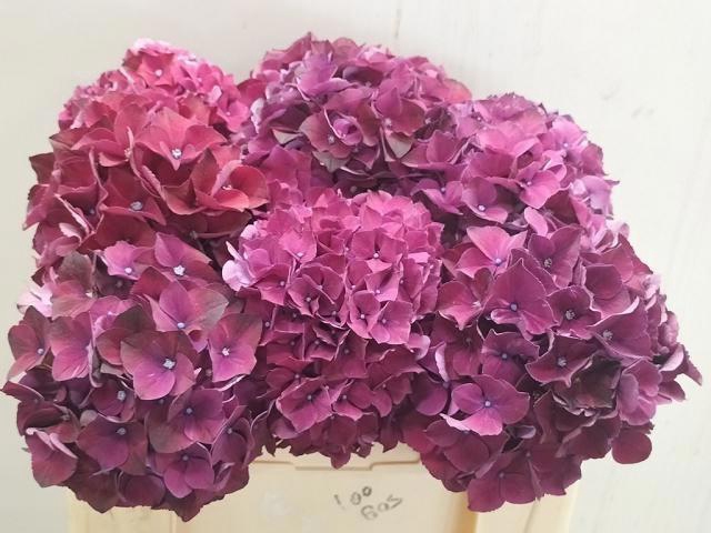 <h4>HYDR M MAG PI RUBY P</h4>