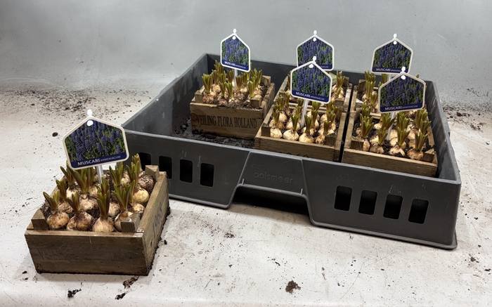 <h4>ARR MUSCARI</h4>