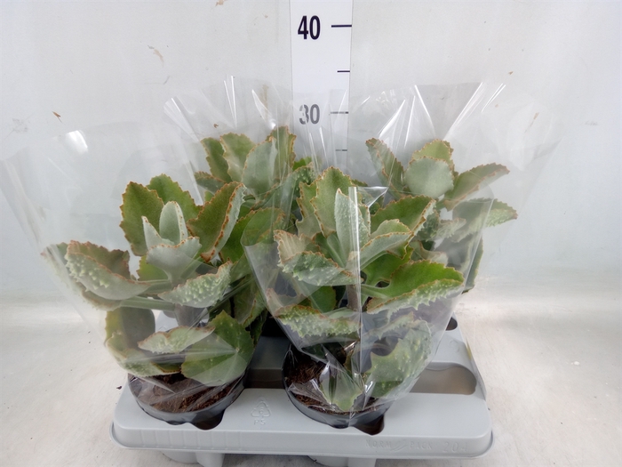 <h4>Kalanchoe NF beharensis</h4>