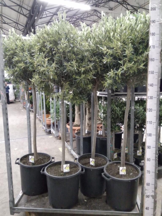 <h4>Olea europaea</h4>