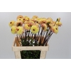 Dahlia Yellow Jill