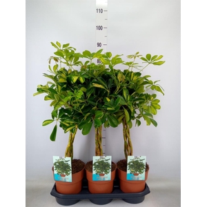 Schefflera arbor. 'Gold Capella'