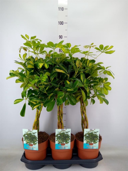 <h4>Schefflera arbor. 'Gold Capella'</h4>