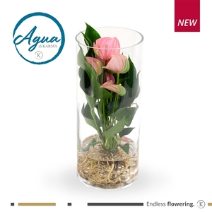 Anthurium - KARMA Pink | Agua di Karma | Cilinder