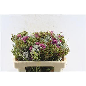 Kaaps Groen Gemengd In Bos